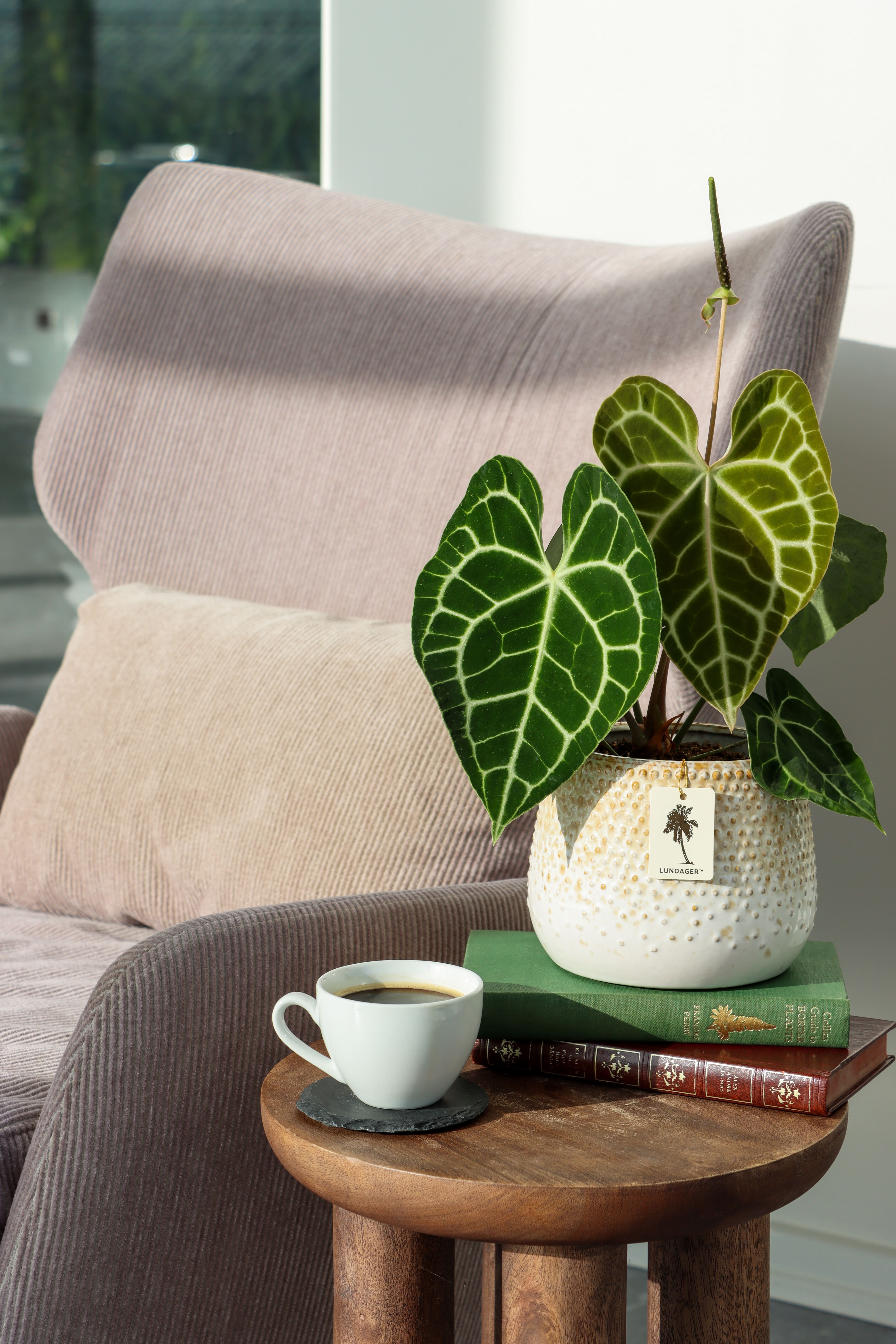LUNDAGER, Anthurium plante i miljø