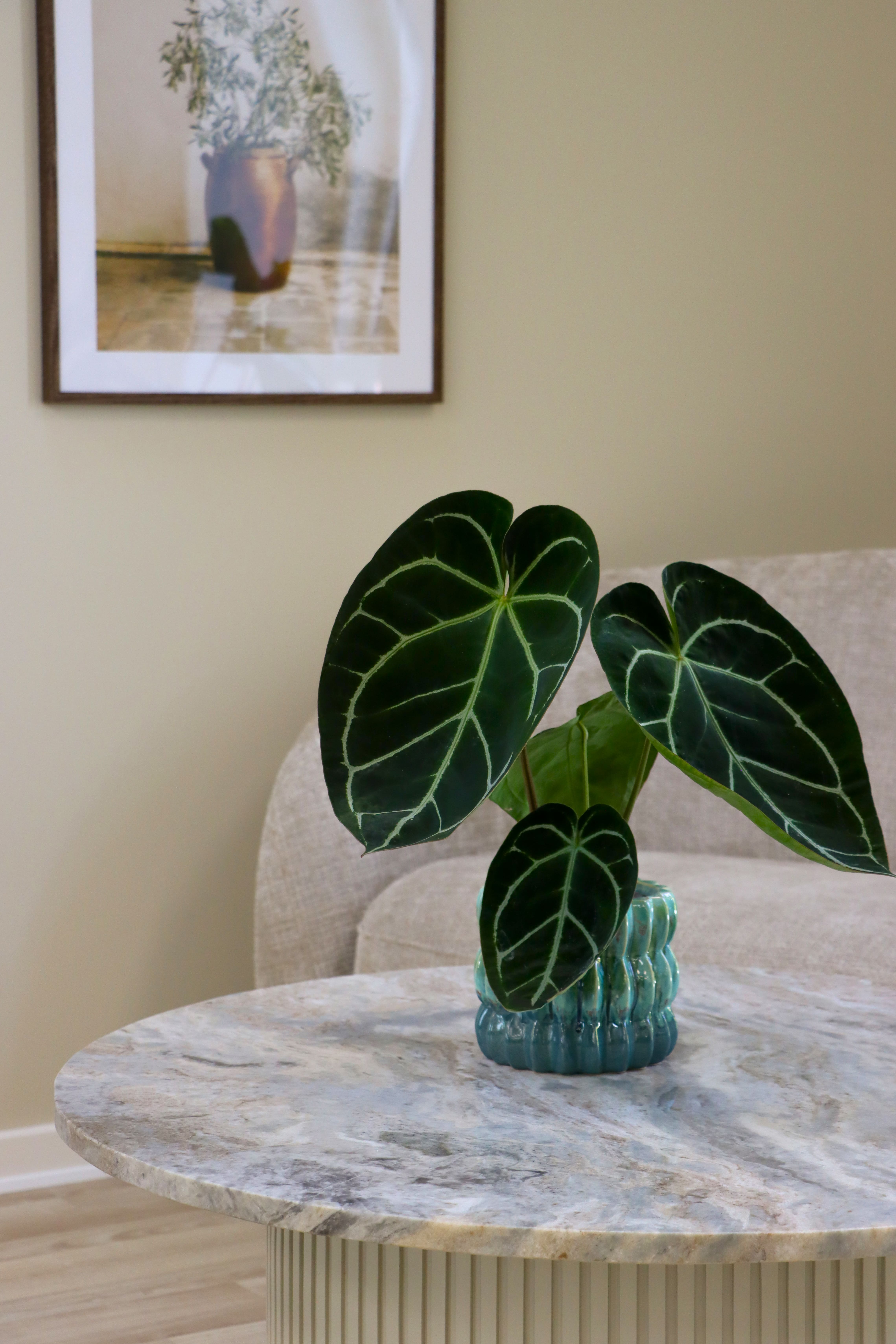 LUNDAGER, Anthurium plante