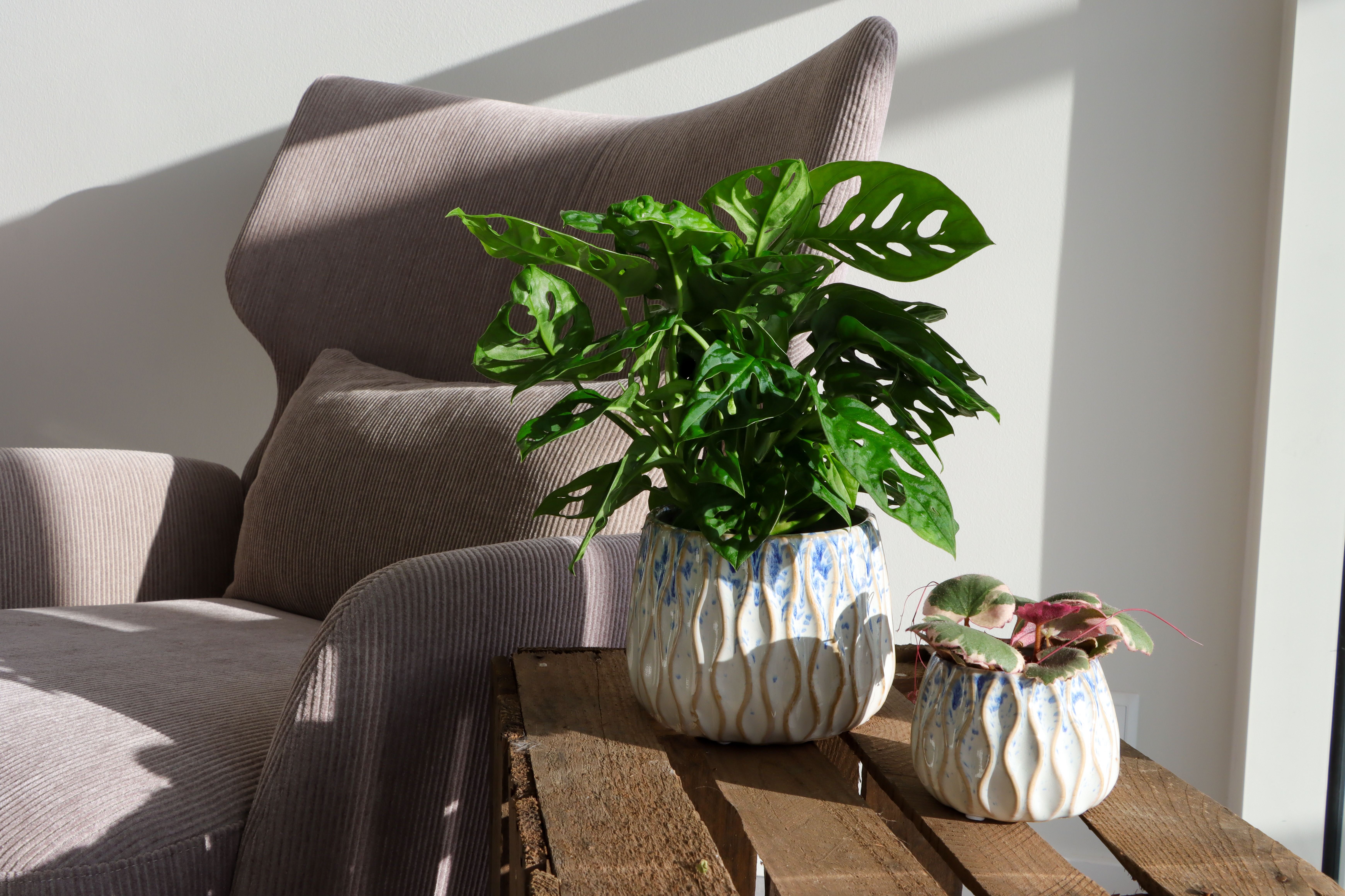 Miljøfoto af planter hos LUNDAGER, brugt i reklamemateriale