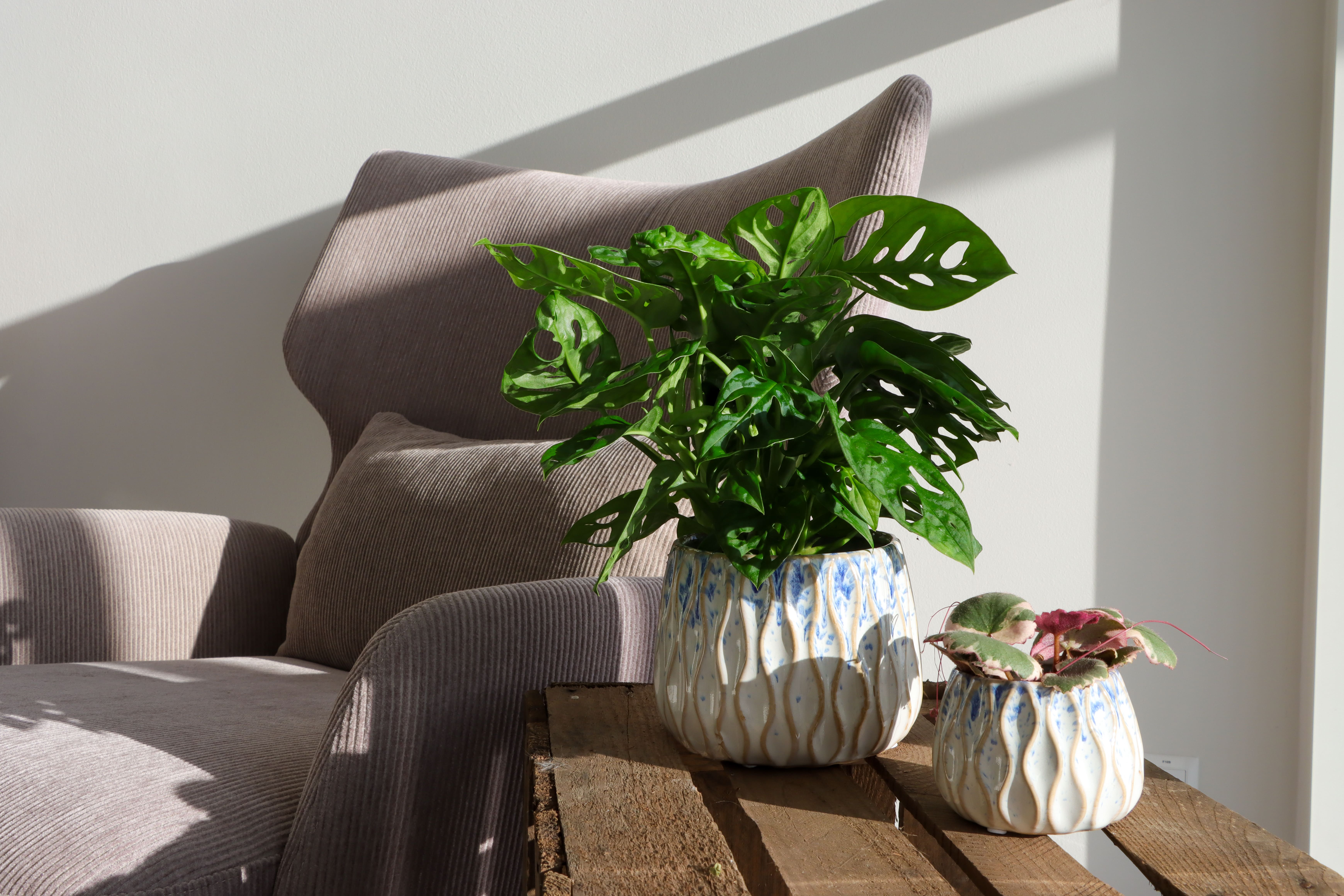 LUNDAGER, Monstera i miljø