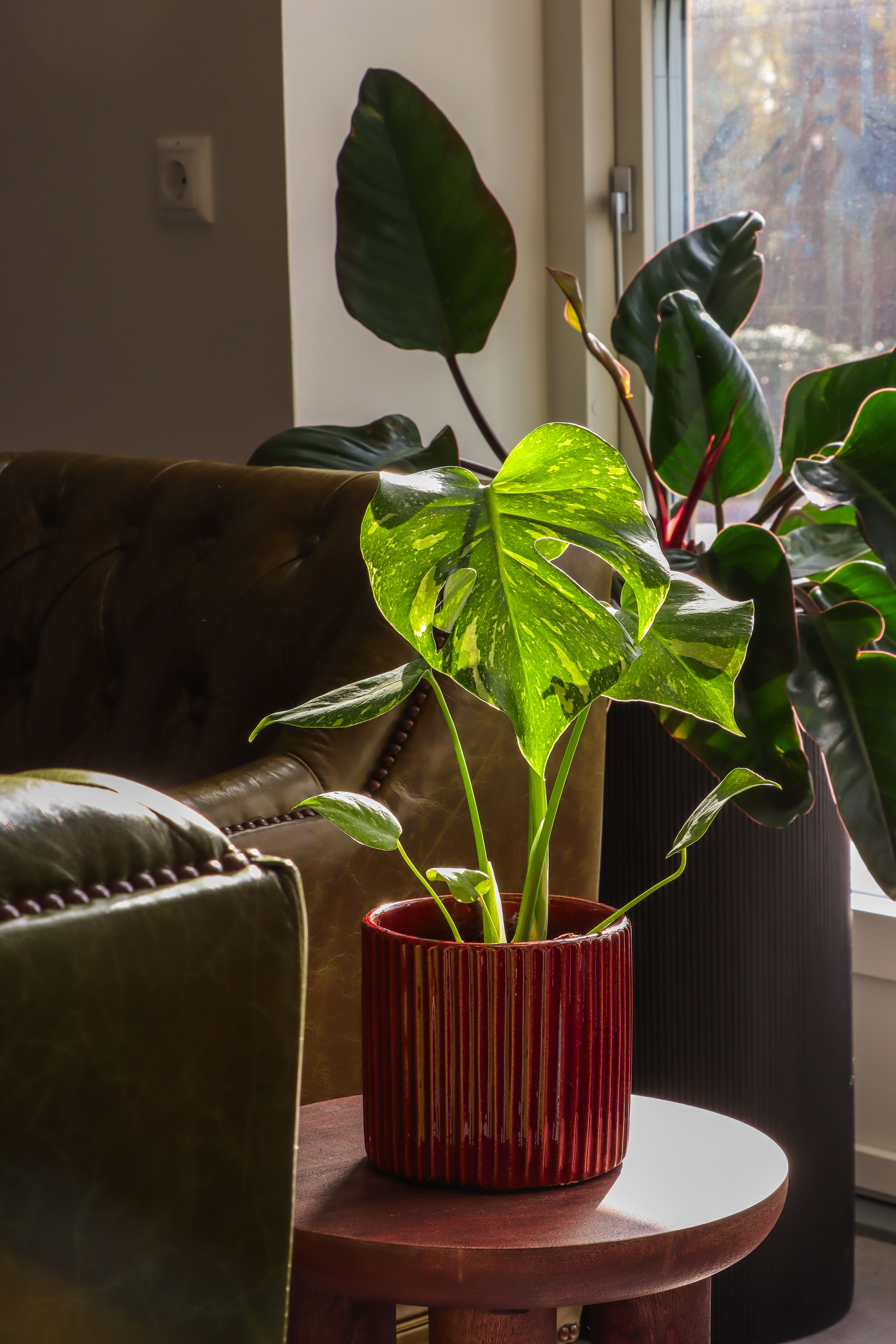 LUNDAGER, Monstera Thai Constellation
