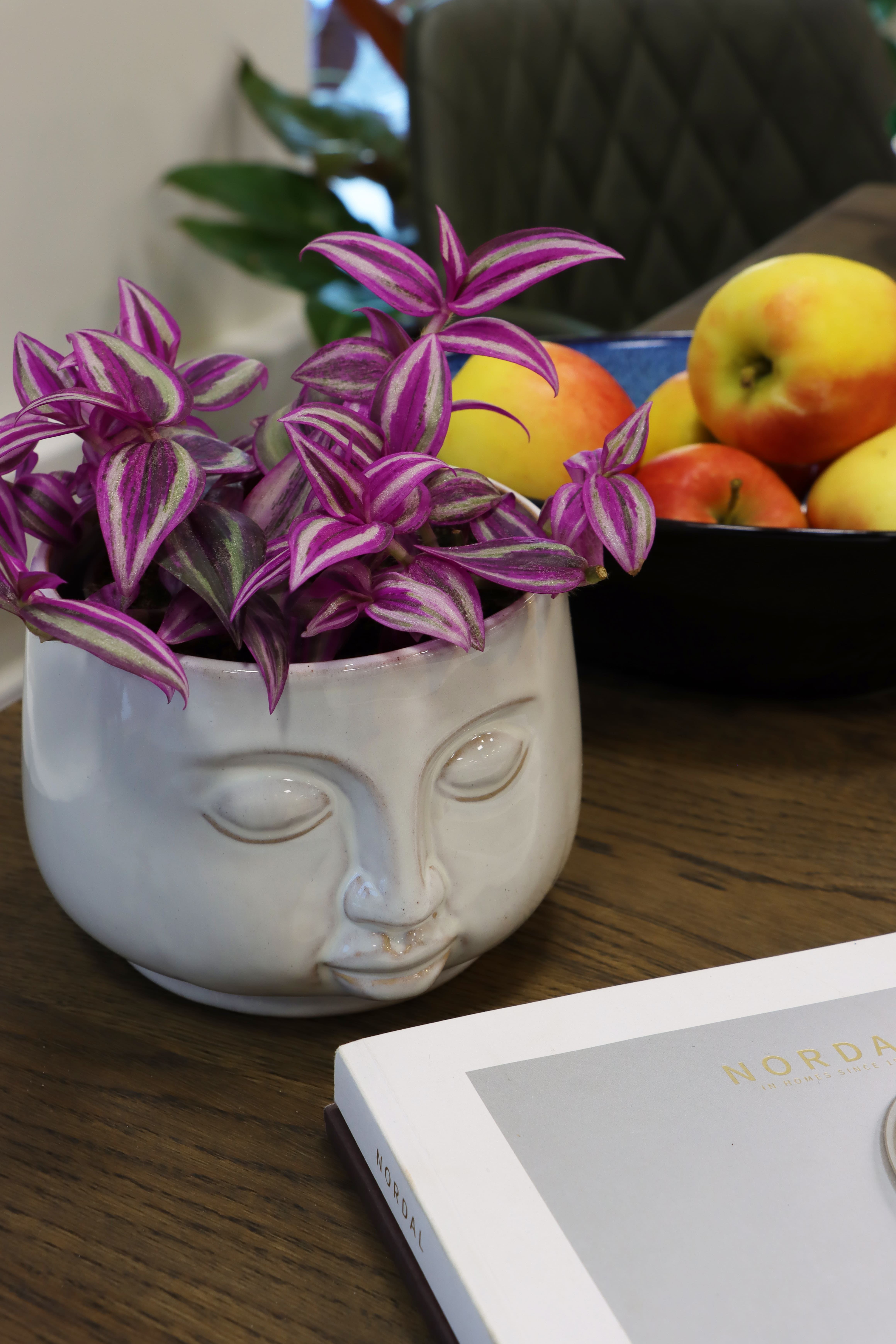 LUNDAGER, Pink Paradise plante